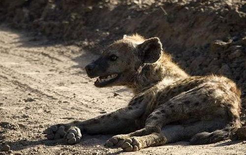 鬣狗之路,探寻非洲草原上的生存智慧与传奇故事
